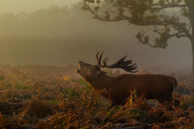 Deer in a field