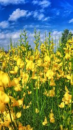 Yellow flowering plants on field against sky