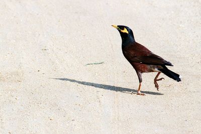 High angle view of bird perching on sand