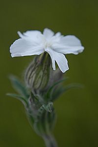 Close-up of white flowers blooming outdoors