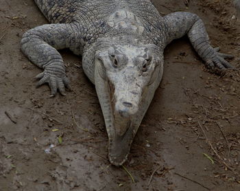 Close-up of lizard