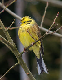 Close-up of bird perching on branch