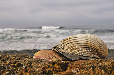 Close-up of seashell on rock