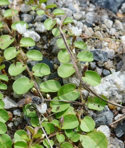 High angle view of insect on plant