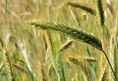 Close-up of wheat growing on field