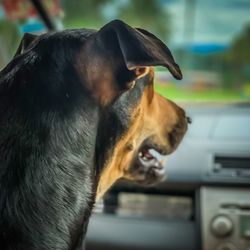 Close-up of dog looking away