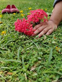 Midsection of pink flowering plants on field