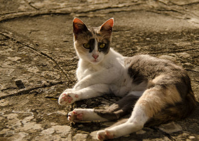 Close-up portrait of cat resting on footpath