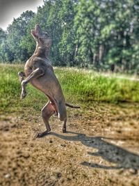 Side view of a dog on grassy field