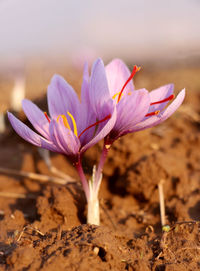 Close-up of pink crocus flower on field