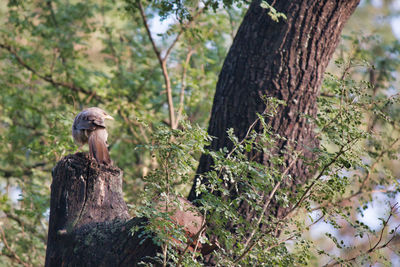 Bird perching on wooden post in forest
