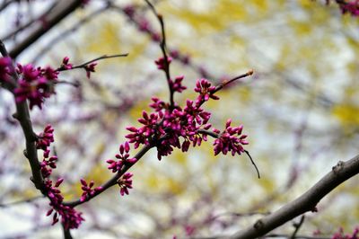 Low angle view of pink flowers on branch