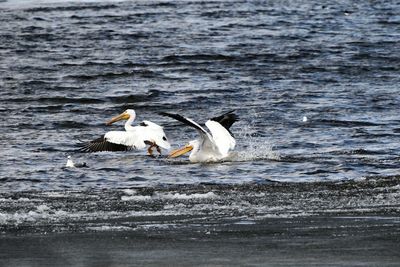 Birds flying over the sea