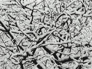 Full frame shot of bare tree