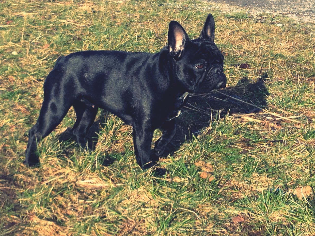 pets, domestic animals, animal themes, one animal, mammal, black color, grass, field, relaxation, dog, grassy, domestic cat, cat, looking at camera, lying down, sitting, high angle view, no people, portrait, full length