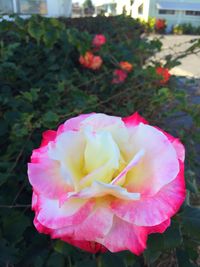 Close-up of pink rose