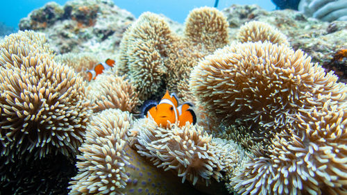 View of coral in sea