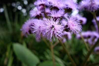 Close-up of purple flowers