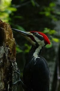 Close-up of red woodpecker