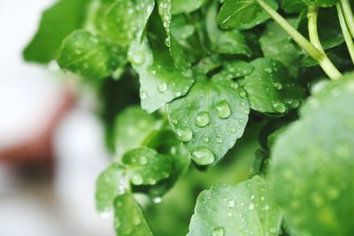 Close-up of wet leaves on rainy day