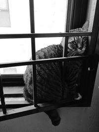 Cat looking through window