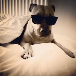 Portrait of a dog