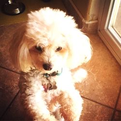 High angle portrait of dog relaxing