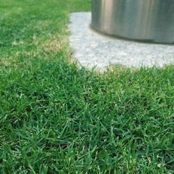 Plants growing on grassy field