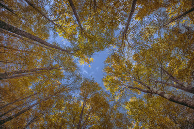 Low angle view of trees against sky during autumn