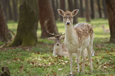 Portrait of deer standing on land