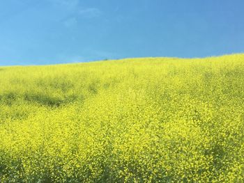 Scenic view of field against clear sky