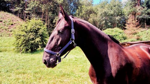 Horse on field