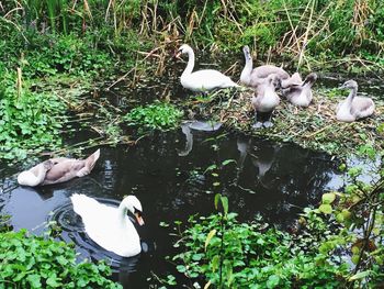 High angle view of white ducks in lake