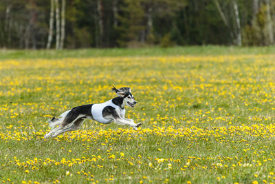 Saluki dog in white shirt running and chasing lure in the field on coursing competition