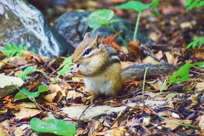 Squirrel on field