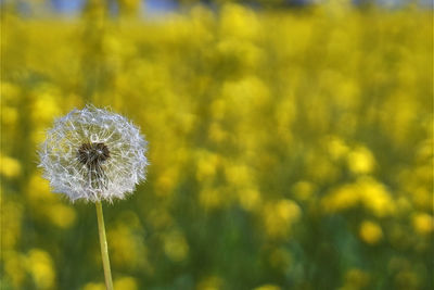 Close-up of dandelion blooming on field