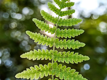 Close-up of fern leaves