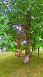 Swing hanging on tree in park