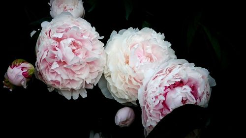 Close-up of pink roses against black background