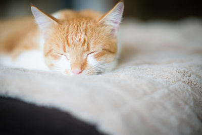 Close-up of ginger cat lying down