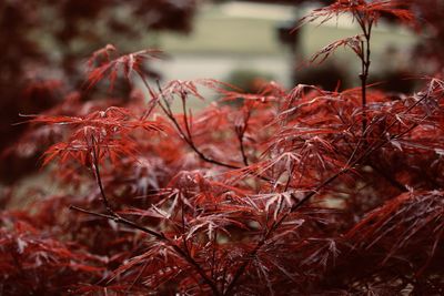 Close-up of dry leaves on plant