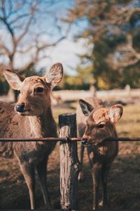 Deer standing on field