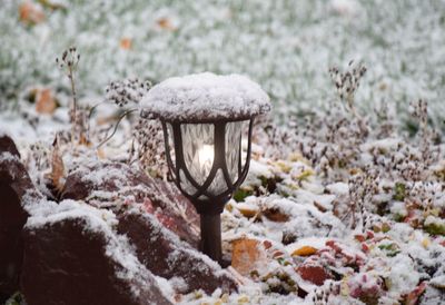 Close-up of snow covered plants on field