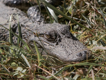 Close-up of turtle on field