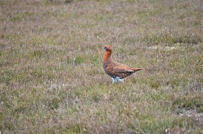 Bird perching on a field