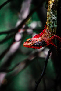 Close-up of lizard