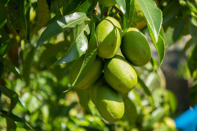 Close-up of fresh green fruits growing on tree