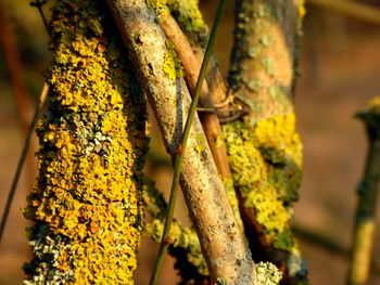 Close-up of yellow leaf on tree trunk