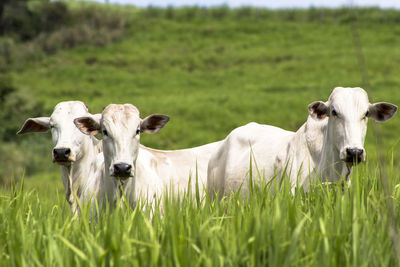 Herd of nelore cattle grazing in a pasture