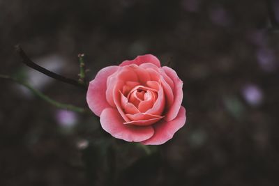 Close-up of fresh pink rose blooming outdoors